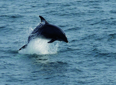 Bottlenose Dolphin jumping by Adrian Langdon