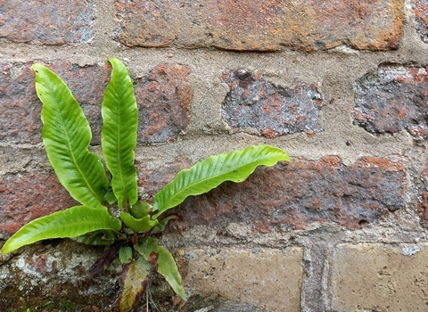 Hart's tongue fern