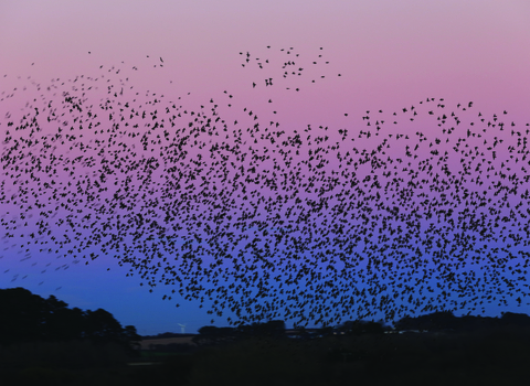 Starlings at Marazion by Tony Mills