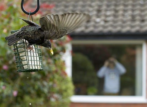 Starling on a bird feeder in the garden, Image by Ben Hall/2020VISION