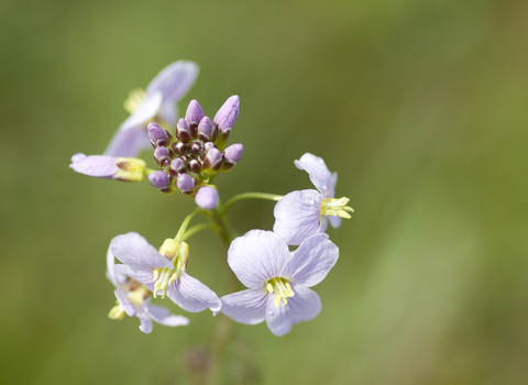 Cuckooflower, Image by Tom Marshall