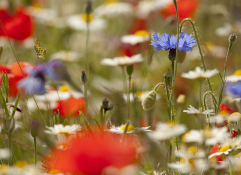 Wildflower meadow, Image by Paul Hobson