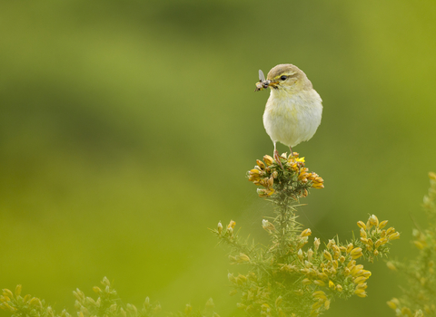Willow Warbler, Image by Ben Hall/2020VISION