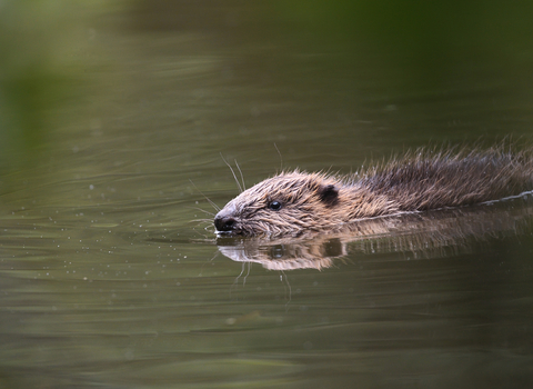 Beaver kit swimming at The Cornwall Beaver Project, Image by Adrian Langdon