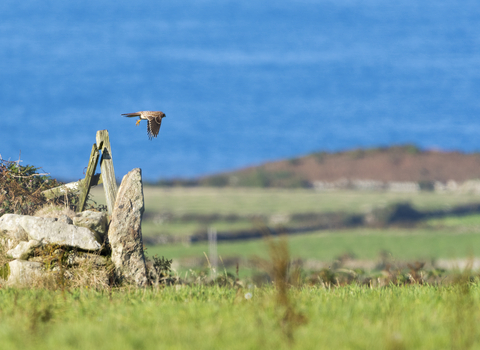 Kestrel Taking Off, Image by Ben Watkins