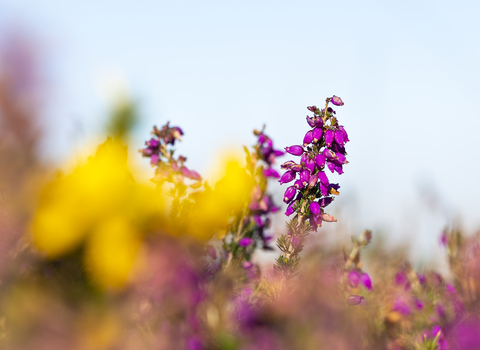 Heather close up at Cornwall Wildlife Trust's nature reserve, Baker's Pit. Image by Ben Watkins