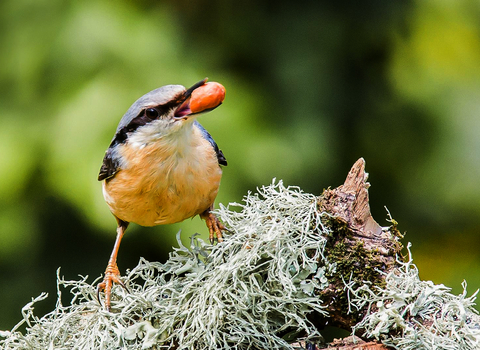 Nuthatch. Image by Ian French