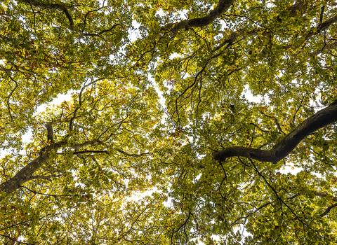 Autumn leaves at Devichoys Wood. Image by Ben Watkins