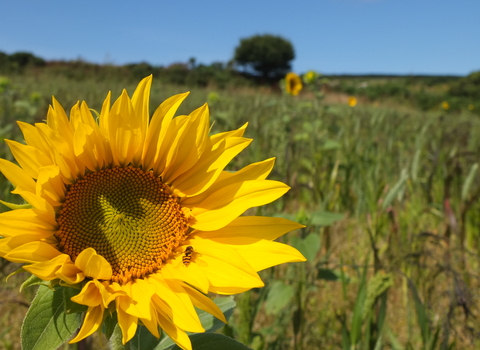 Sunflower in West Penwith. Image by Jan Dinsdale