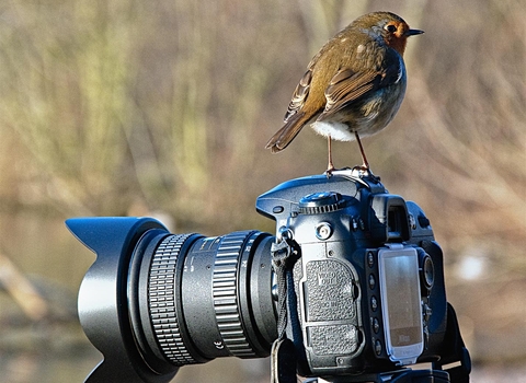 Bird on camera