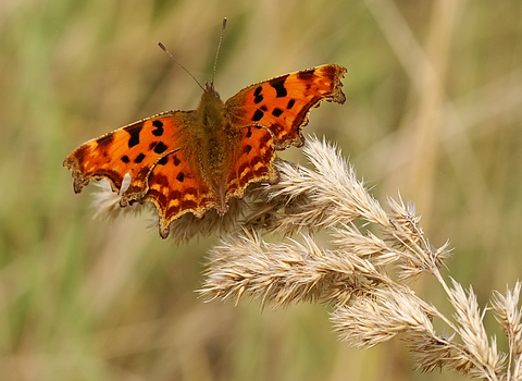 Comma butterfly