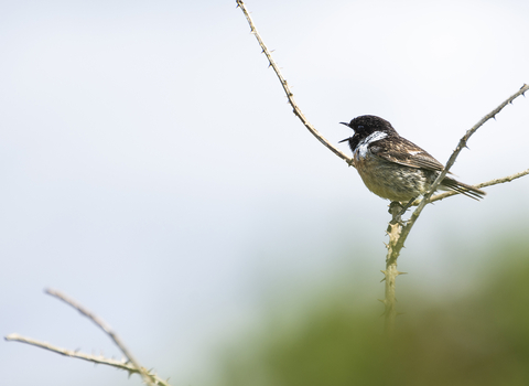 Male stonechat singing