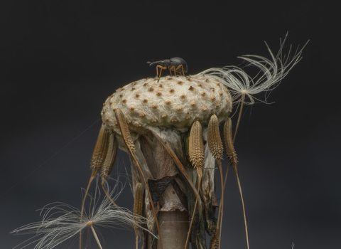 Weevil on dandelion head