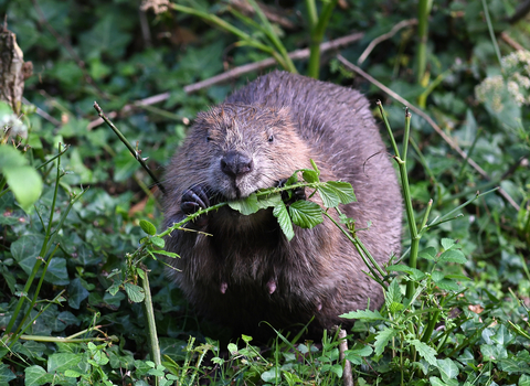 beaver wildlife trust