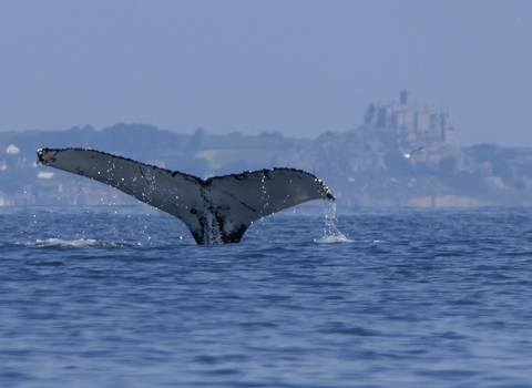 Humpback Whale in Mounts Bay