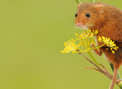 harvest mouse