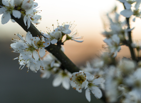 A close-up of blackthorn blossom, with a sunset in the background
