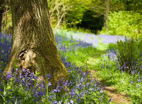An image of a forest floor, with bluebells stretching from foreground to background. A tree can be seen to the left.