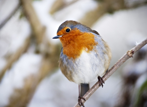 A robin is perched on a small branch.
