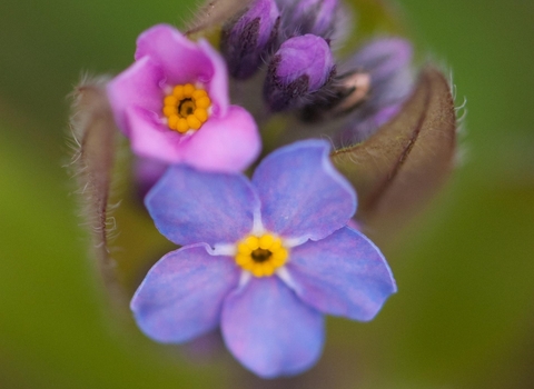 A close-up of purple woodland forget-me-nots