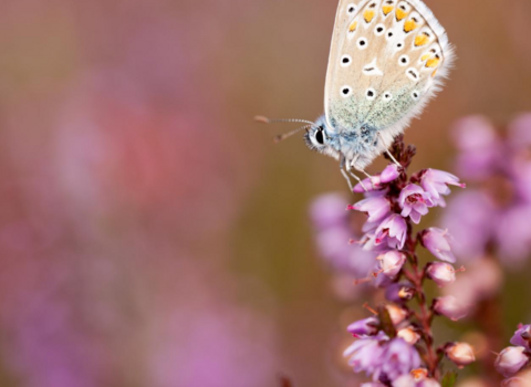 A common blue butterfly perched on a purple flower with its wings closed