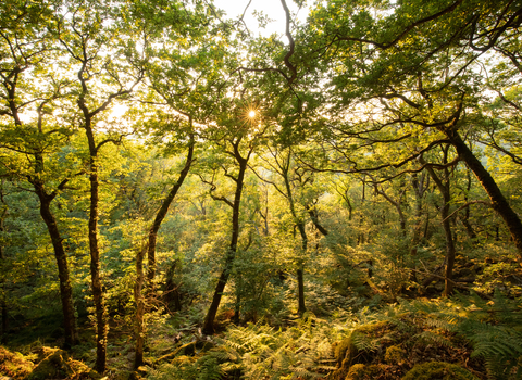 Temperate Rainforest sunset. Image by Ben Porter