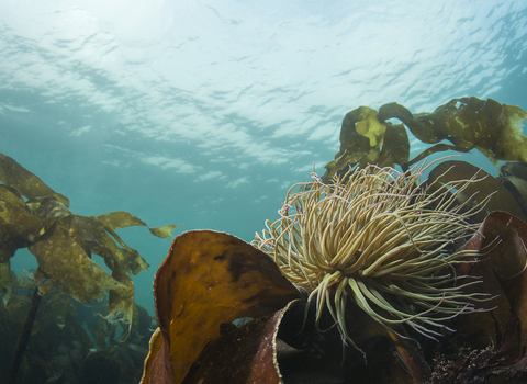 An underwater photo of snakelocks anemone