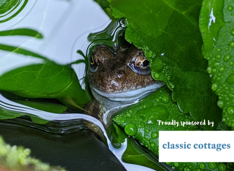 Common frog in home garden pond