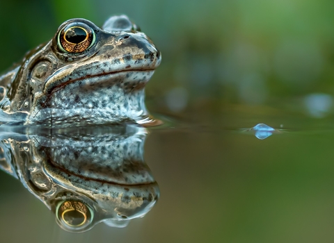 A common frog in a pond, the reflection of the head visible in the water