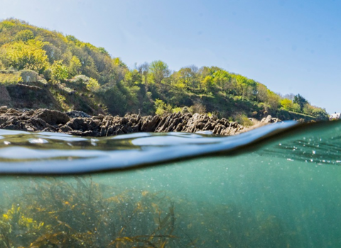 Photo taken from the water showing a hill in the background, with the sea and kelp underwater in the foreground