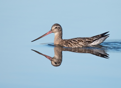 A bar tailed godwit on still water, its reflection visible