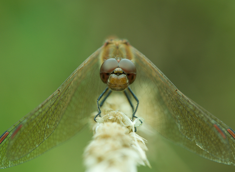 Common darter dragonfly, West Pentire headland