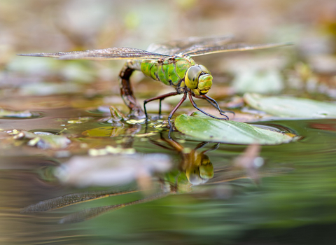 Female emperor dragonfly, Roche