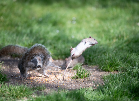 Grey squirrel and brown rat fighting