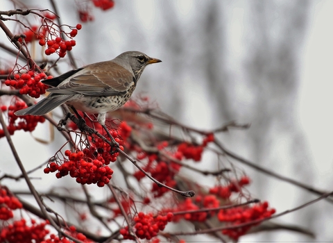 Fieldfare. Image by Andrew Hankinson