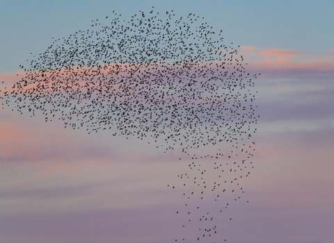 Starling murmuration over a pinky-purple cloud tinted sunset sky 