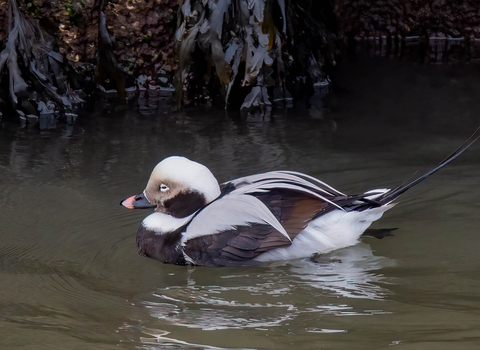 A male long-tailed duck drifting in front of the stone wall of a harbour